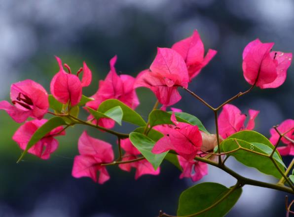 茉莉花怎么养 养殖方法和注意事项有哪些 茉莉花怎么养 养殖方法和注意事项有哪些