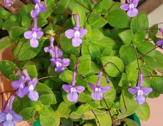 孔雀竹芋叶子发黄枯萎怎么办 有哪些解决方法