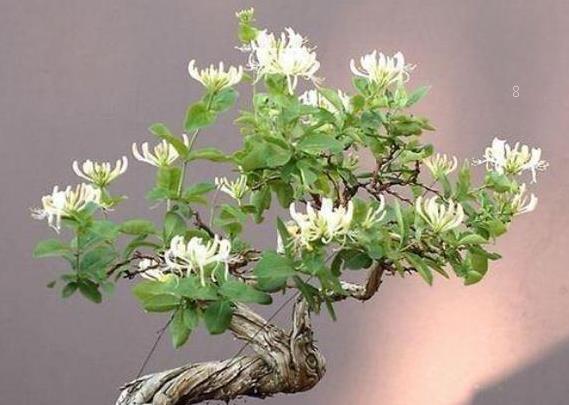 天竺葵的水扦插方法是什么 扦插时有哪些注意事项