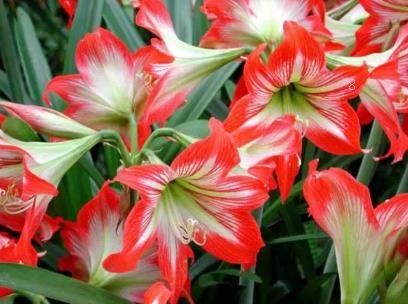 茶树的科学施肥方法 茶树的科学施肥方法