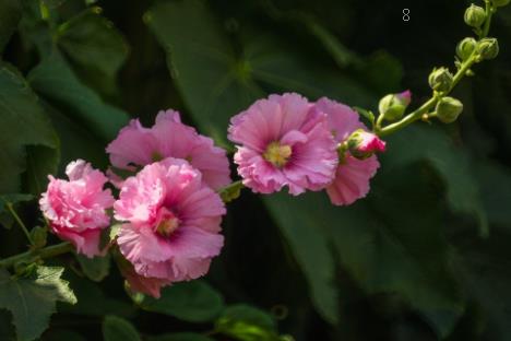 花椒树的管理与修剪 花椒树怎么修剪好 花椒树的管理与修剪 花椒树怎么修剪好