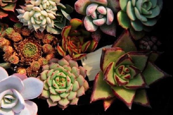多肉植物怎么过冬 多肉的浇水和施肥技巧