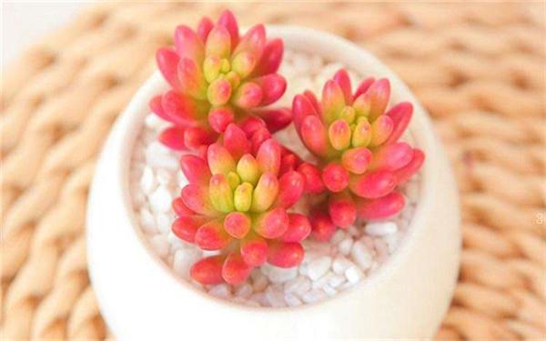 波露的养殖方法 注意事项有哪些 波露的养殖方法 注意事项有哪些