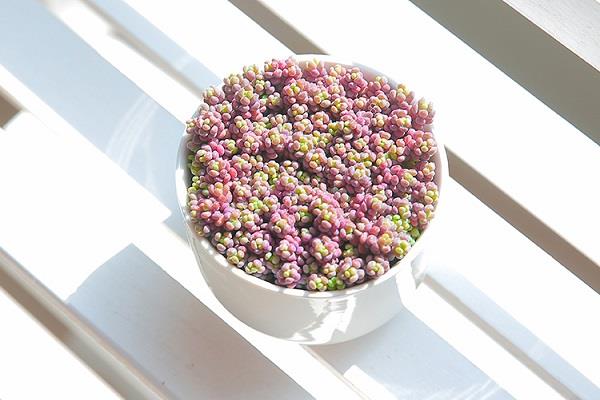 芦荟怎么养才能更旺盛 养护技巧有哪些 芦荟怎么养才能更旺盛 养护技巧有哪些