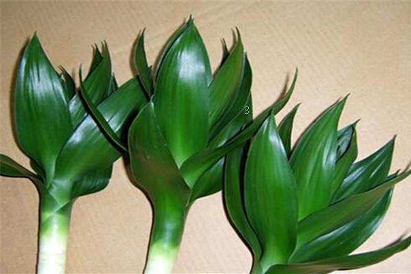 新买带黄泥的三角梅如何换盆 换盆后如何养护