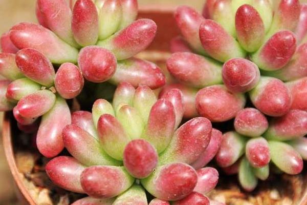 多肉植物多久浇一次水