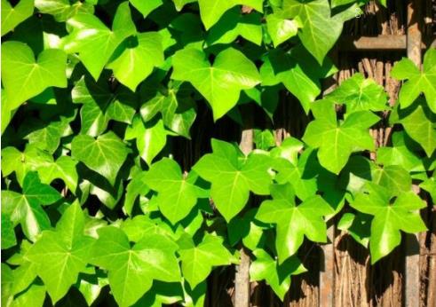 金银花移栽注意事项 养殖方法总结