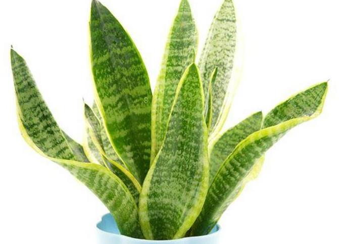 炮仗花当年种当年能开花吗 如何养护开花多 炮仗花当年种当年能开花吗 如何养护开花多