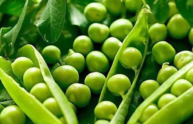 水稻育苗的方式有哪些 水稻培育秧苗的注意要点是什么