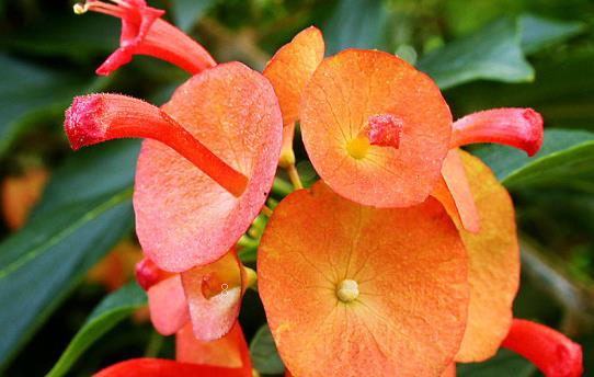 如何让吊兰长出小吊兰 长出之后可以修剪吗 如何让吊兰长出小吊兰 长出之后可以修剪吗