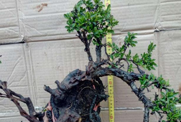 兰花叶尖发黄发黑是什么原因 解决方法有哪些