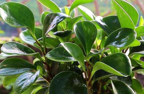 水塔花怎么不红了 如何养殖能保证花色