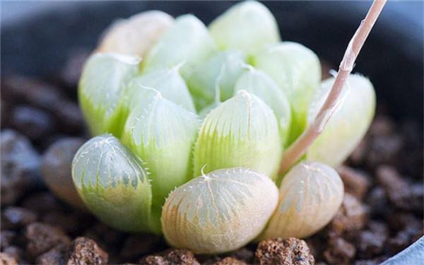 多肉可不可以水养 水养需要注意什么