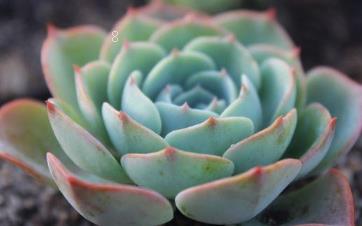 高砂之翁怎么养,高砂之翁日常养殖技巧 高砂之翁怎么养,高砂之翁日常养殖技巧