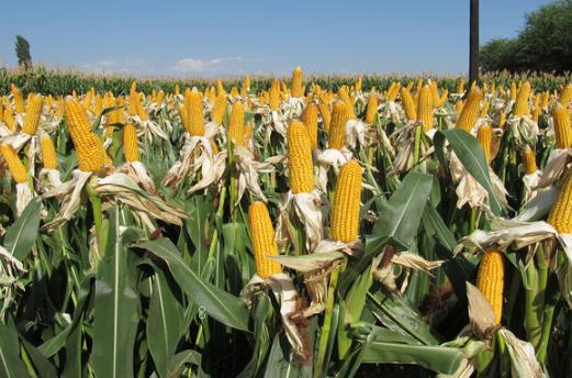 小麦越冬期管理 小麦怎么高产养殖