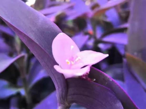 琴叶榕冬天怎么过冬 过冬养护小技巧有哪些