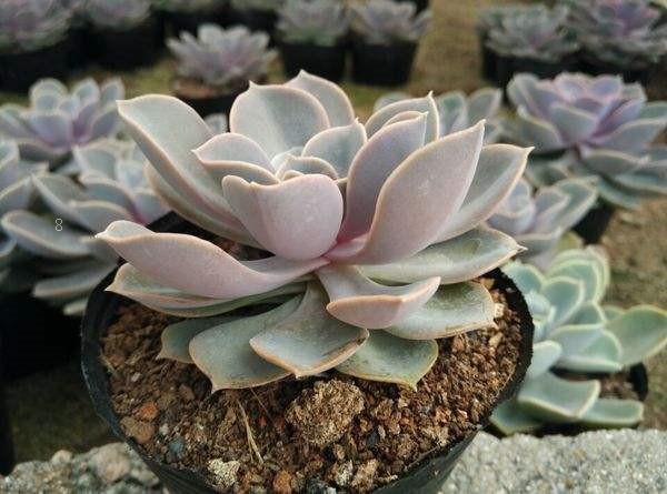 多肉汤圆如何养殖 有哪些注意事项