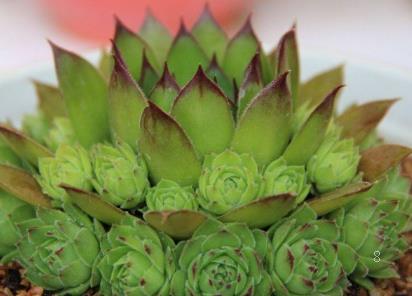 养玉露用多大尺寸的盆 玉露养护方法总结