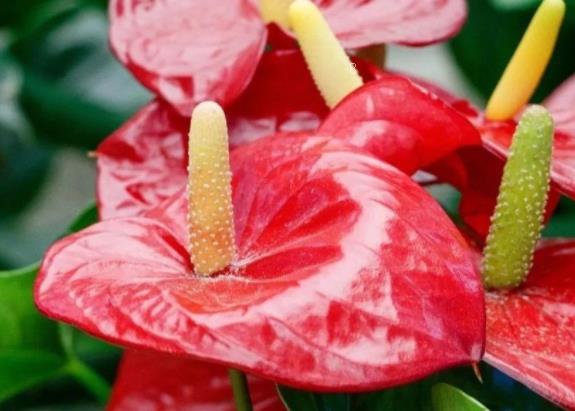 金边吊兰长出很多藤条怎么办 修剪方法是什么 金边吊兰长出很多藤条怎么办 修剪方法是什么