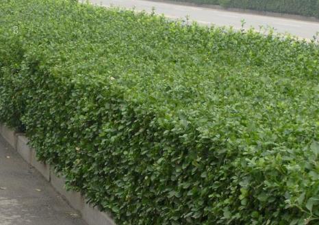 家庭盆栽山茶技术 山茶生长环境总结