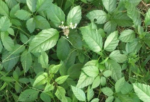 怎么让风信子长得快 长太高怎么处理