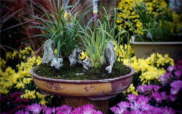 为什么文竹不能随便养 家里养有什么好处