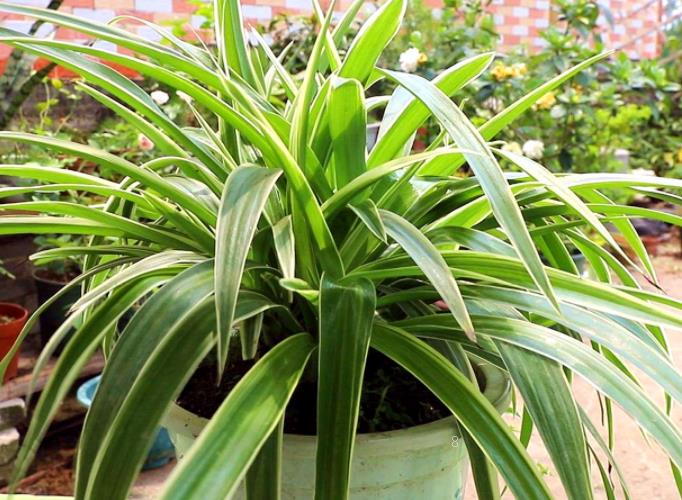 怎么让仙客来一直开花 开花后怎么处理