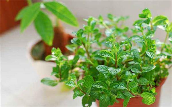 飘香藤需要打顶吗 打顶后如何养护 飘香藤需要打顶吗 打顶后如何养护