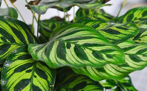 富贵竹怎么养好 种植注意事项有哪些