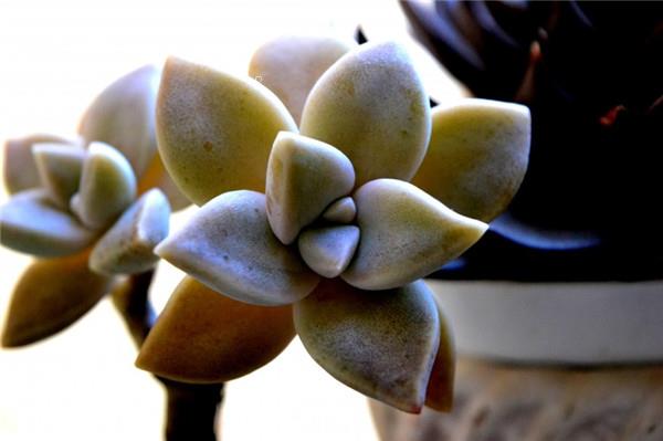 景天科多肉哪些有毒 家里种植要小心