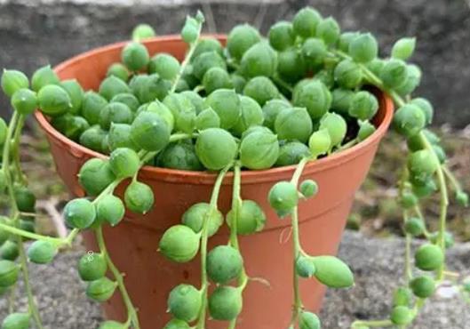 仙人球长高不长圆怎么解决 养护时需要注意些什么 仙人球长高不长圆怎么解决 养护时需要注意些什么