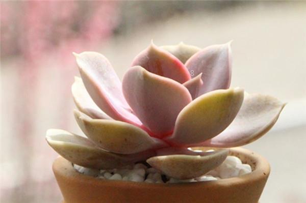 多肉汤圆如何养殖 有哪些注意事项