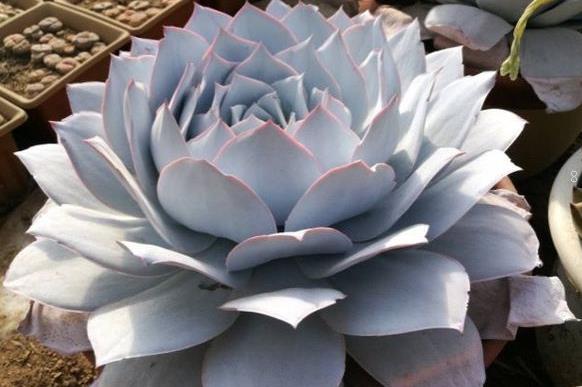 乙女心需要修剪吗 怎么修剪长势好 乙女心需要修剪吗 怎么修剪长势好