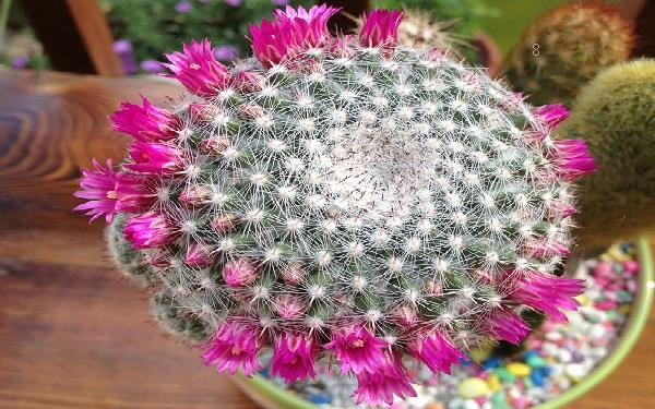 郁金香怎么家养 如何种植郁金香 郁金香怎么家养 如何种植郁金香