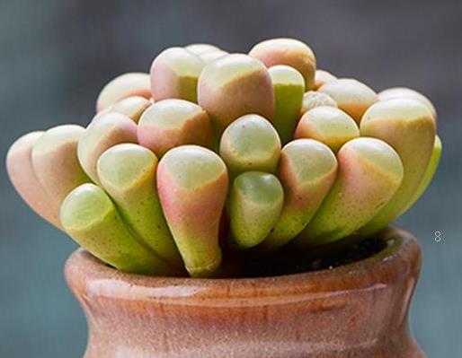 宝石花夏天怎么养 养殖注意事项有什么 宝石花夏天怎么养 养殖注意事项有什么