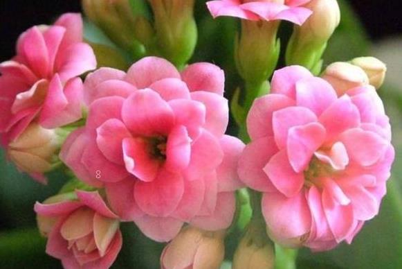 牡丹吊兰夏季如何养殖 注意事项有哪些