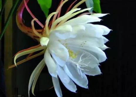 倒挂金钟怎么扦插 几月份扦插合适