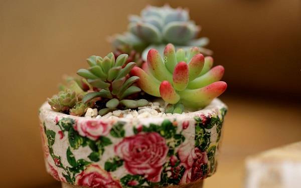 多肉植物的叶片为什么软塌塌 如何处理