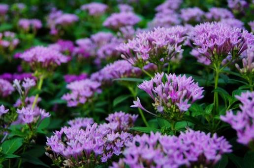 红掌能隔着玻璃晒太阳吗 如何养护长得好