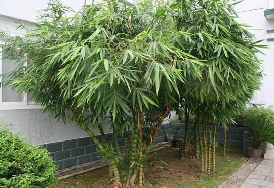 义乌地区沾化冬枣矮化密植技术 冬枣应该怎么养殖 义乌地区沾化冬枣矮化密植技术 冬枣应该怎么养殖