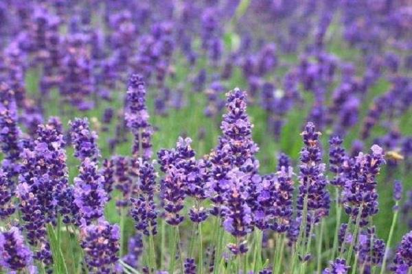 杜鹃花什么时候施肥 杜鹃花的最佳施肥时间