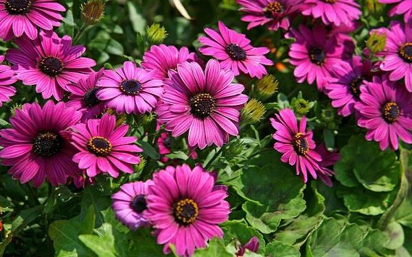 芦荟要如何养殖 有什么养殖方法 芦荟要如何养殖 有什么养殖方法