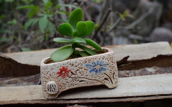 多肉种植用什么土好 可以直接用园土吗