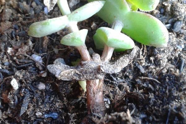 适合新手养的多肉有哪些 养多肉的注意事项 适合新手养的多肉有哪些 养多肉的注意事项