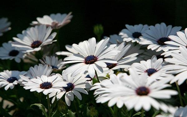 芦荟要如何养殖 有什么养殖方法 芦荟要如何养殖 有什么养殖方法