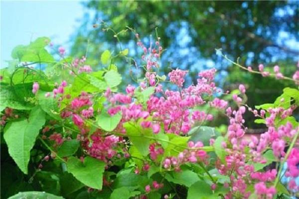 风轮花黄叶掉落怎么办 叶子发黄补救解决方法 风轮花黄叶掉落怎么办 叶子发黄补救解决方法