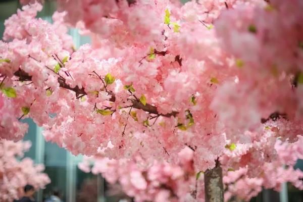 蒲公英花语及寓意 有哪些传说故事