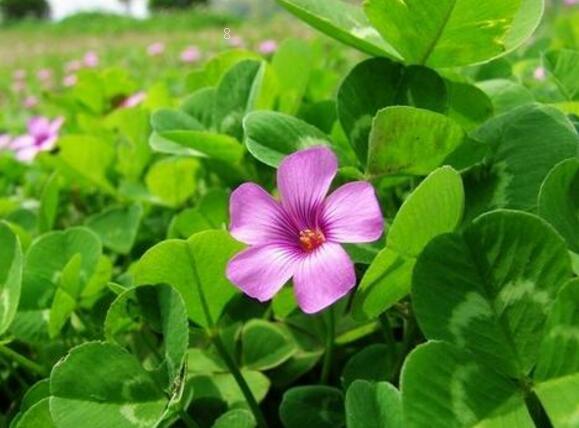 瑞香花叶子蔫了怎么办 打蔫原因及补救方法 瑞香花叶子蔫了怎么办 打蔫原因及补救方法