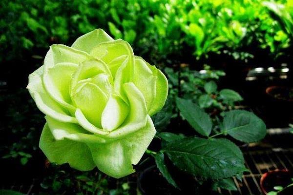 给老师送什么花合适 盘点适合表达敬爱的花卉 给老师送什么花合适 盘点适合表达敬爱的花卉