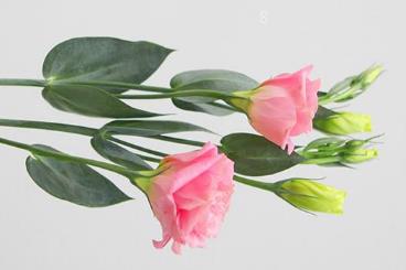四叶草的花语是什么 有哪些传说 四叶草的花语是什么 有哪些传说